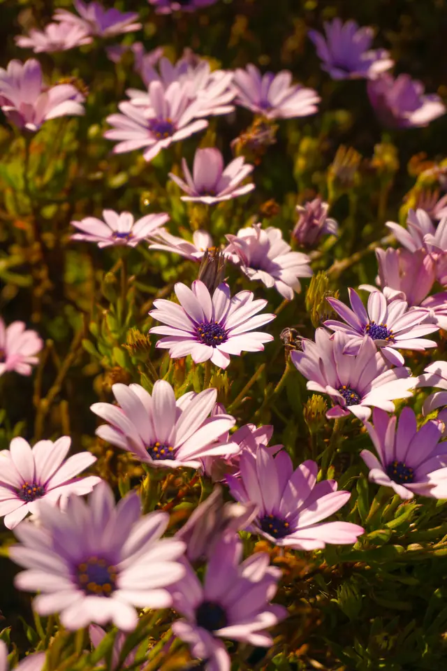 Flores del jardín de Cabañas Kompatzki a contraluz