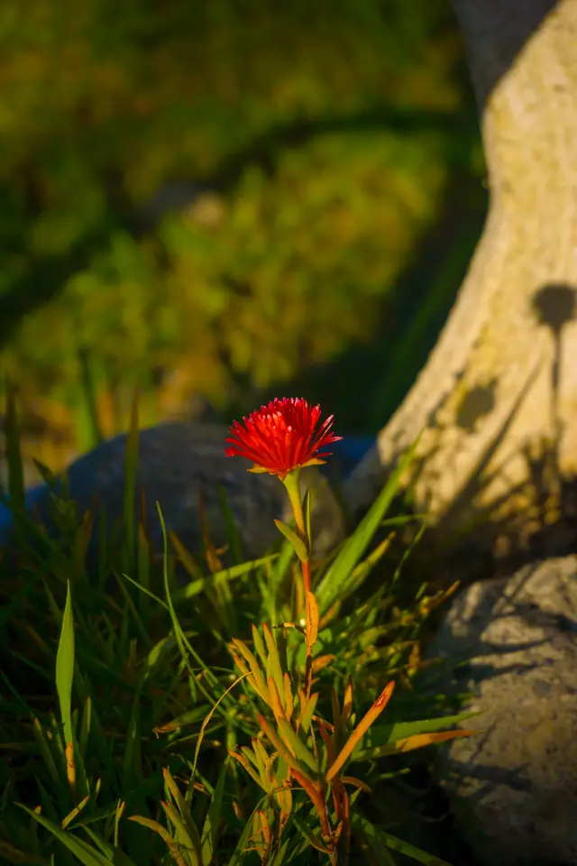 Flor roja entre el pasto del jardín en Playa Lechagua