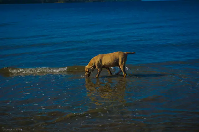 Perro en el agua baja de Playa Lechagua, de suelo parejo y mar tranquilo