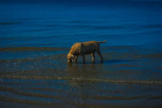 Perro en la orilla de Playa Lechagua, de arena amplia y mar tranquilo
